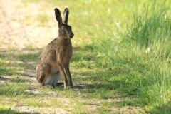 European hare / haas (Lepus europaeus)