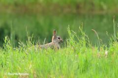 European rabbit / konijn (Oryctolagus cuniculus)