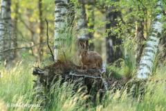 European hare / haas (Lepus europaeus)