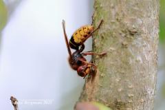 European hornet / Europese hoornaar (Vespa crabro)