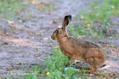 European hare /  Haas (Lepus europaeus)