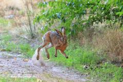 European hare /  Haas (Lepus europaeus)