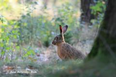European hare / Haas (Lepus europaeus)