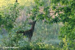 roe deer / ree (Capreolus capreolus) in Spring