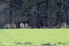 roe deer / ree (Capreolus capreolus) in Spring