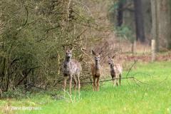 roe deer / ree (Capreolus capreolus) in Spring