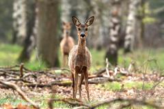 roe deer / ree (Capreolus capreolus) in Spring