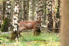 roe deer / ree (Capreolus capreolus) in Spring