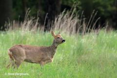 roe deer / ree (Capreolus capreolus)