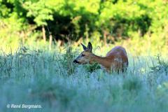 roe deer / ree (Capreolus capreolus)