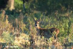roe deer / ree (Capreolus capreolus)