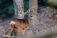 roe deer / ree (Capreolus capreolus)