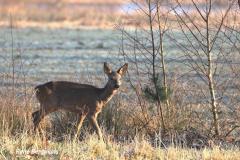 roe deer / ree (Capreolus capreolus)