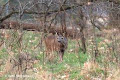 roe deer / ree (Capreolus capreolus)