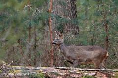 roe deer / ree (Capreolus capreolus)
