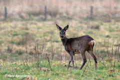 roe deer / ree (Capreolus capreolus)