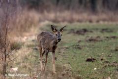 roe deer / ree (Capreolus capreolus)