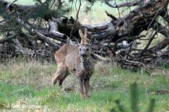 roe deer / ree (Capreolus capreolus)