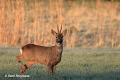roe deer / ree (Capreolus capreolus)