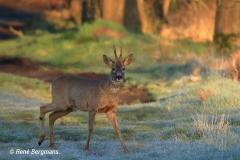 roe deer / ree (Capreolus capreolus)
