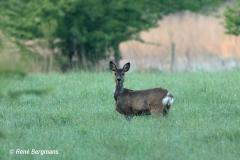 roe deer / ree (Capreolus capreolus)