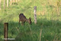 roe deer / ree (Capreolus capreolus)