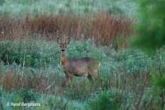 roe deer / ree (Capreolus capreolus)