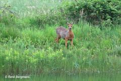 roe deer / ree (Capreolus capreolus)
