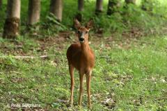 roe deer / ree (Capreolus capreolus)