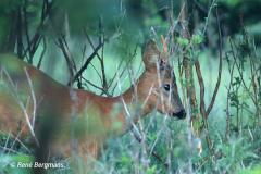 roe deer / ree (Capreolus capreolus)