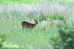 roe deer / ree (Capreolus capreolus)