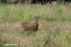 roe deer / ree (Capreolus capreolus)