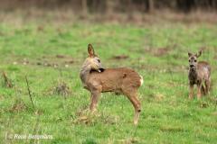 roe deer / ree (Capreolus capreolus)