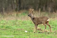roe deer / ree (Capreolus capreolus)