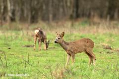 roe deer / ree (Capreolus capreolus)