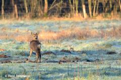 roe deer / ree (Capreolus capreolus)