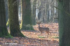 roe deer / ree (Capreolus capreolus)