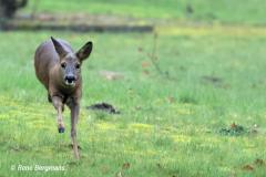 roe deer / ree (Capreolus capreolus)