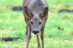 roe deer / ree (Capreolus capreolus)