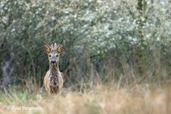 roe deer / ree (Capreolus capreolus)
