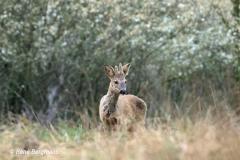roe deer / ree (Capreolus capreolus)