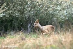 roe deer / ree (Capreolus capreolus)