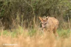 roe deer / ree (Capreolus capreolus)