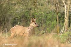 roe deer / ree (Capreolus capreolus)