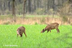 roe deer / ree (Capreolus capreolus)