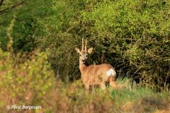 roe deer / ree (Capreolus capreolus)