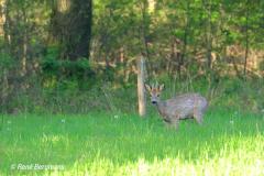 roe deer / ree (Capreolus capreolus)