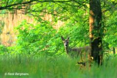 roe deer / ree (Capreolus capreolus)