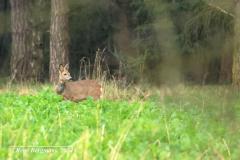 roe deer / ree (Capreolus capreolus)