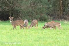 roe deer / ree (Capreolus capreolus)